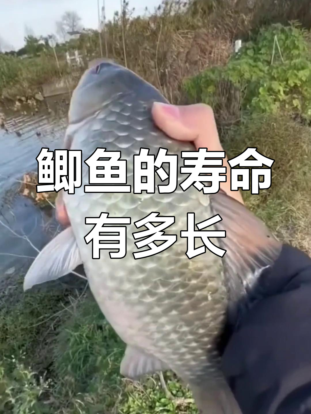 鲫鱼能活多久?了解它们的寿命和成长速度