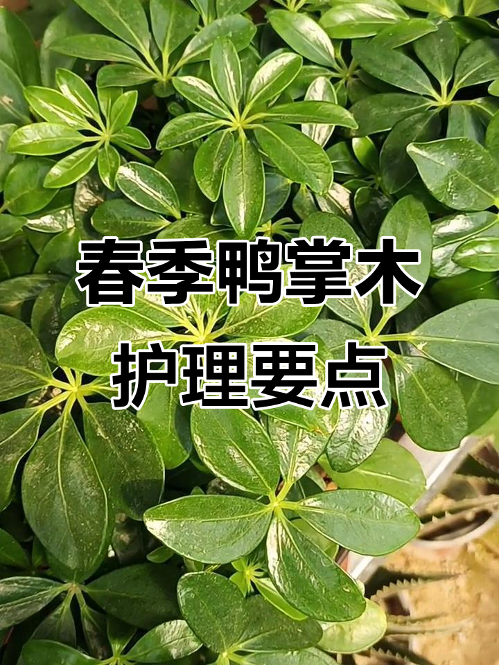 春季鸭掌木养护全攻略:换盆、修剪与施肥技巧