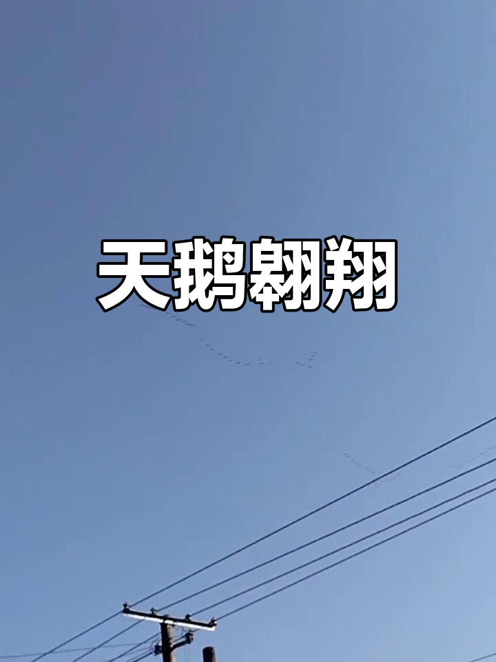 享受免费甘蔗与阳光,天鹅在空中自由飞翔