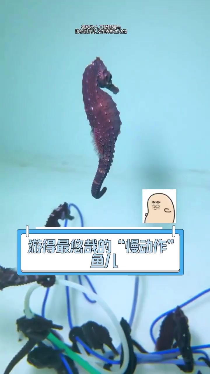 游得最悠哉的“慢动作”鱼儿