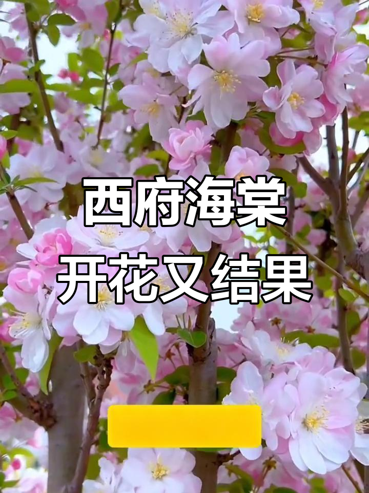 西湖海棠:既能赏花又能结果,秋天果实累累
