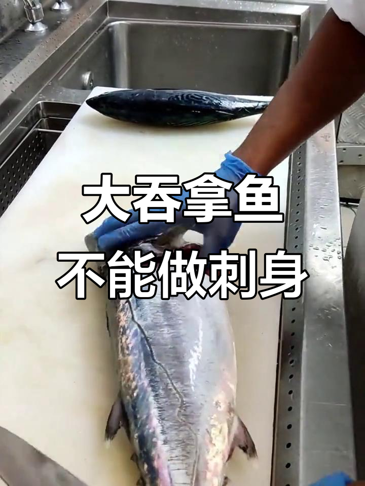 吞拿鱼太大,不适合做刺身!