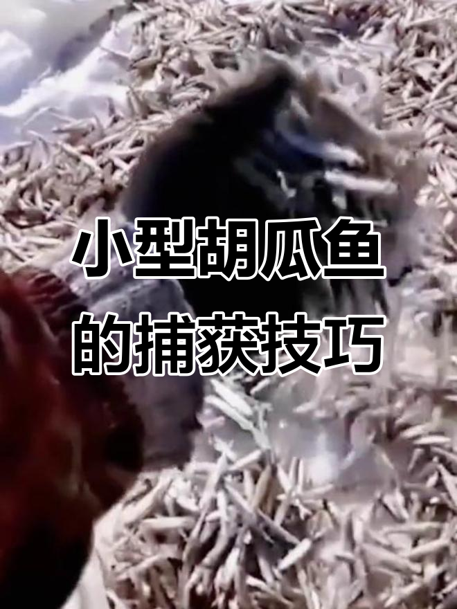 俄罗斯冰下捕鱼大揭秘:如何用小网眼捕捉美味胡瓜鱼