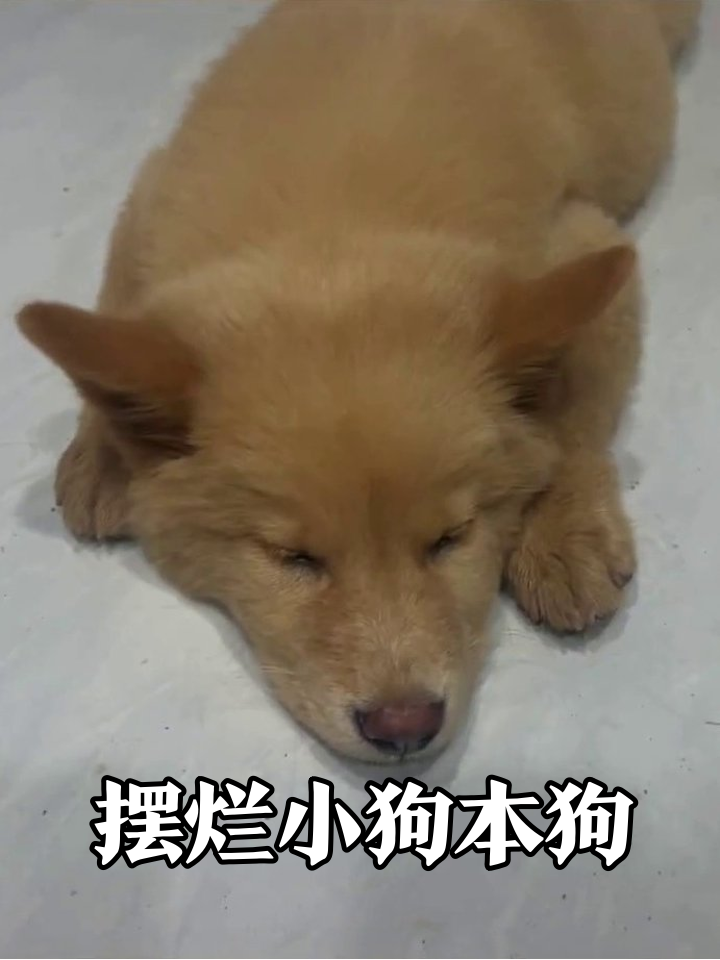 小狗困成表情包,这慵懒劲儿像极了摸鱼的我