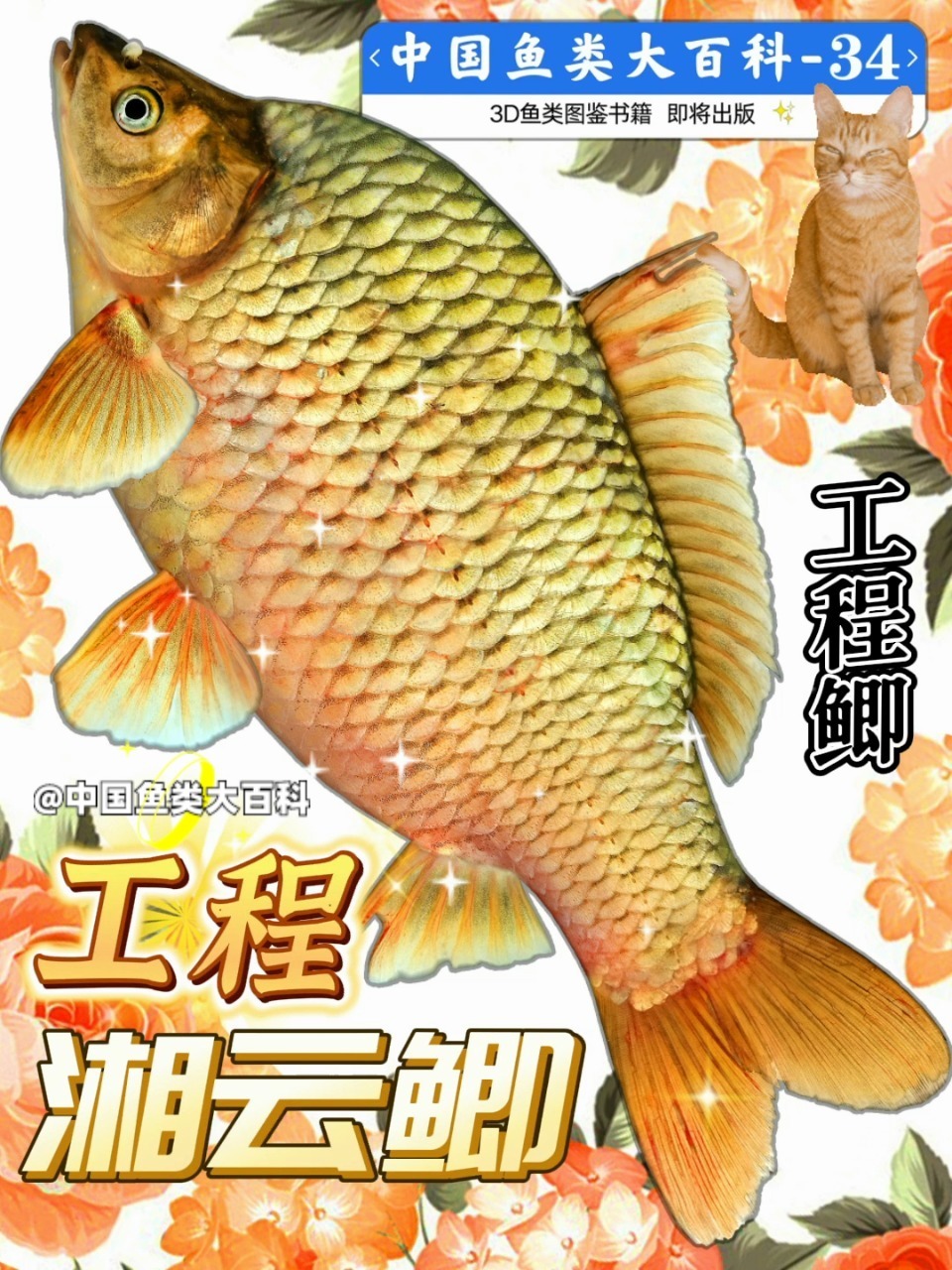 工程鲫~ 家常鲫鱼的主要食材~