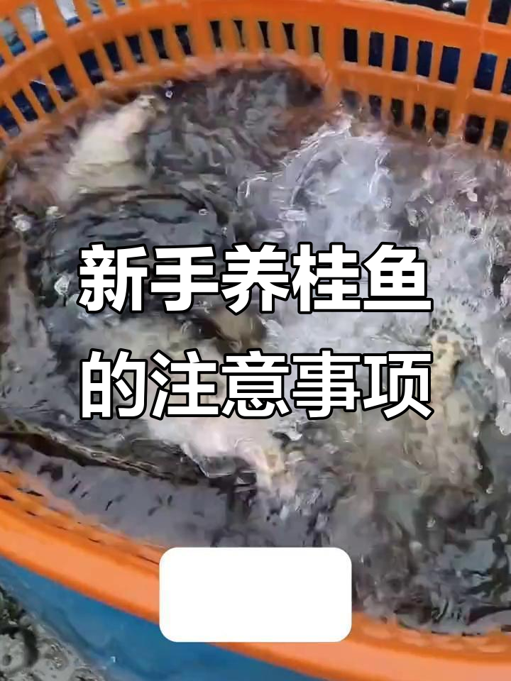 鳜鱼养殖新手必看：水质管理、疾病预防全攻略