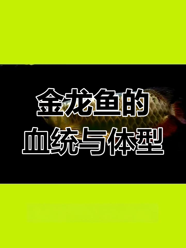 古典金龙鱼的独特魅力:血统纯正与修长身形的完美结合