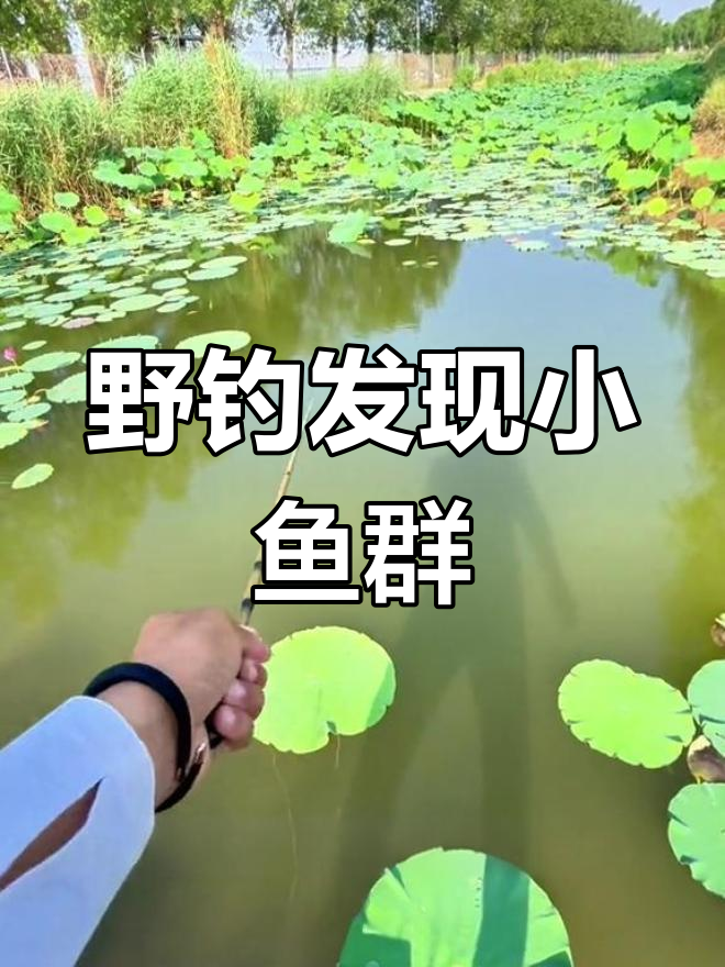 野生莲藕塘钓鱼,鲫鱼苗子不断上钩
