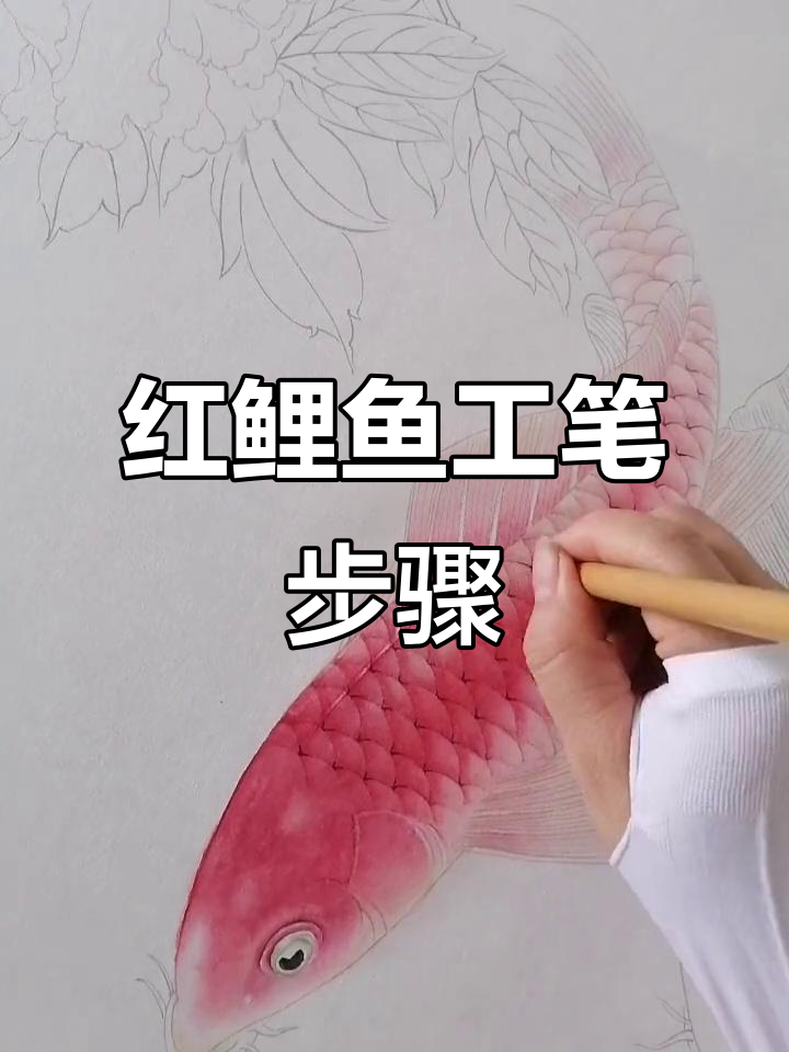 工笔画红鲤鱼技巧揭秘,零角压法详解