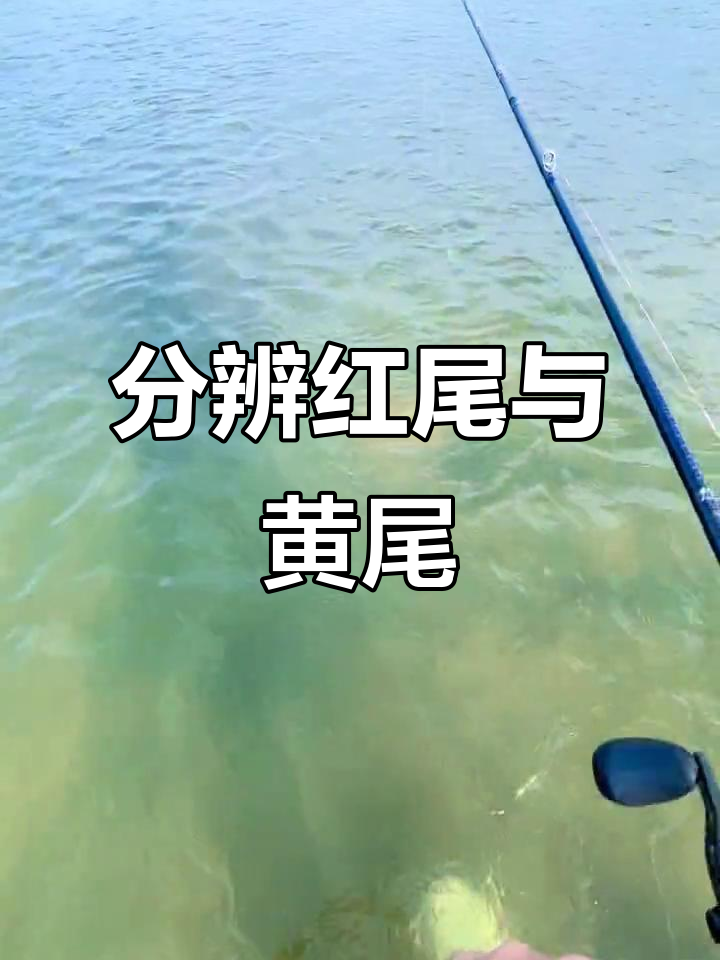 红尾还是黄尾?路亚钓鳜鱼大挑战