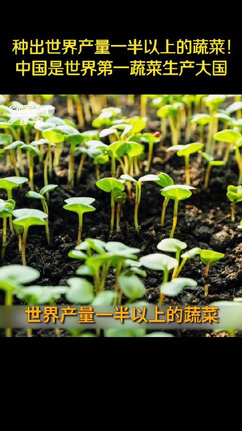 「世界第一!中国人确实有点种菜天赋在身上的「滑稽」」据不完全统计,中国每天需要192万吨蔬