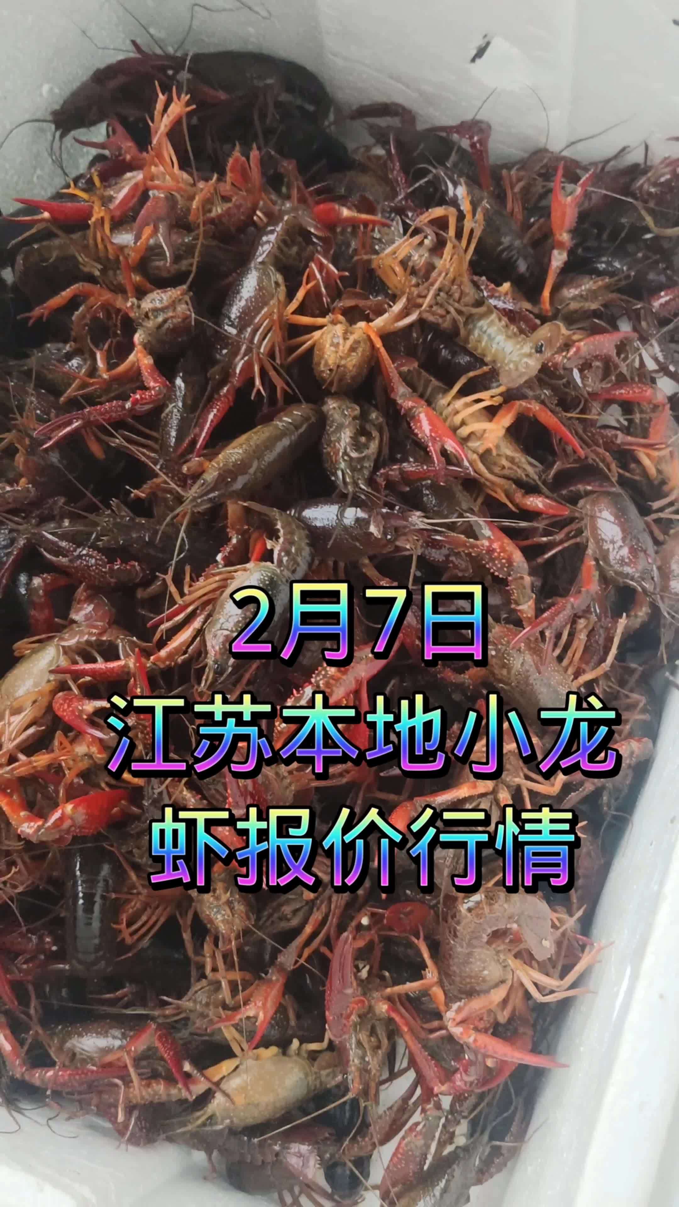 2月7日江苏本地小龙虾行情 小龙虾 龙虾 龙虾季 龙虾价格 小龙虾行情