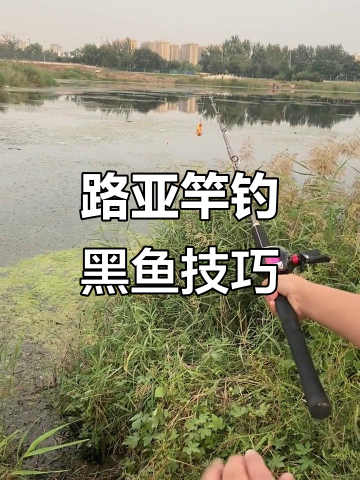 路亚黑鱼技巧大揭秘：如何用雷杆捕捉亮水与草交界处的猎物