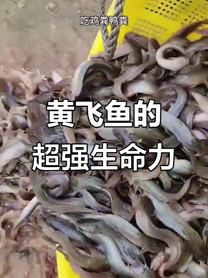 黄飞鱼高密度养殖，吃剩菜也能长，胆大者已尝甜头