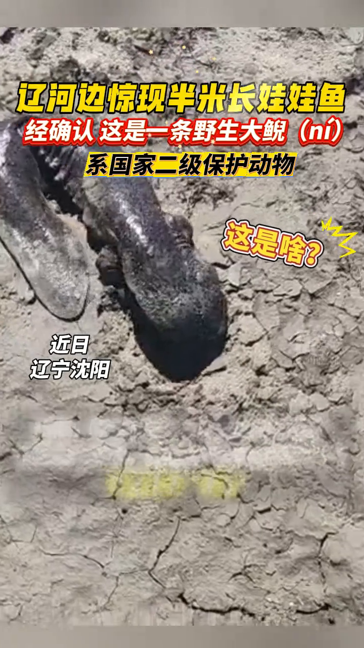 辽河边惊现半米长娃娃鱼,经确认是野生大鲵,系国家二级保护动物