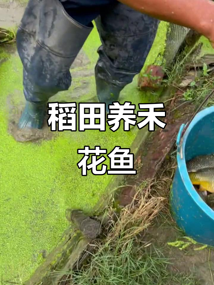 稻田养殖禾花鱼,文化园里的新农人计划