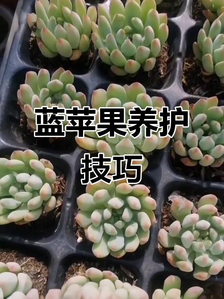 蓝苹果多肉养护全攻略:光照、浇水、土壤管理一网打尽