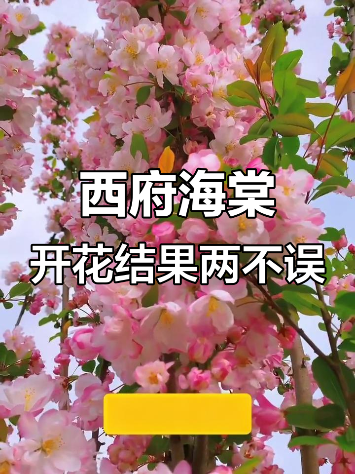 西湖海棠:既能赏花又能摘果,春天繁花似锦秋天满树果实