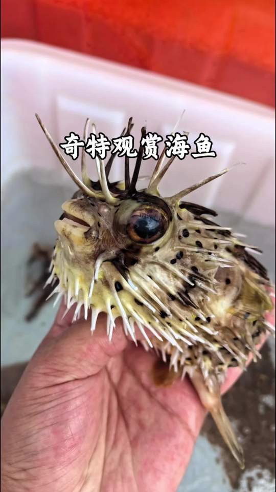奇特的海洋观赏鱼，多数人都没见过！