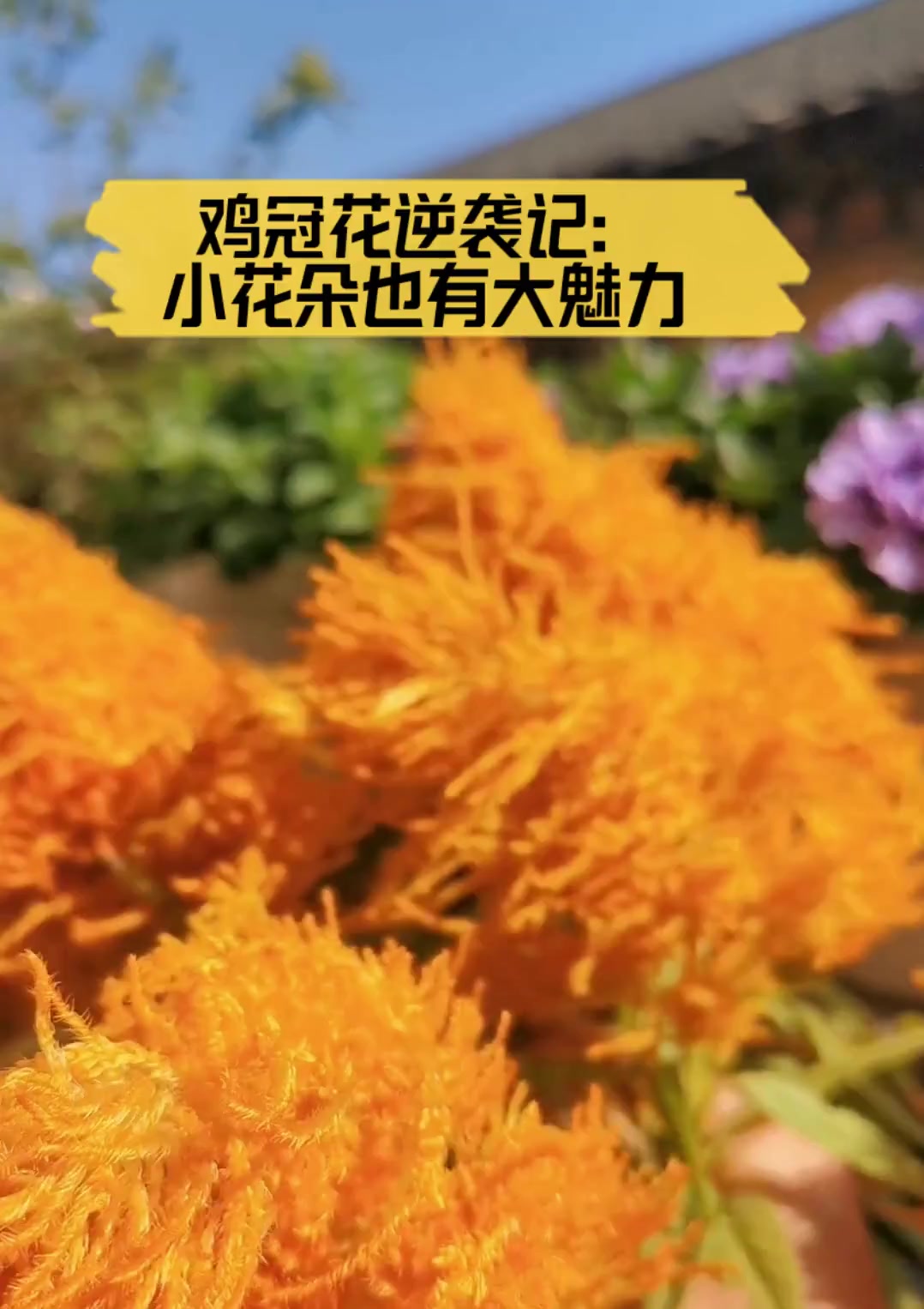 鸡冠花逆袭记:小花朵也有大魅力