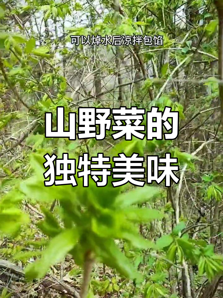 东北山野菜,大自然的馈赠