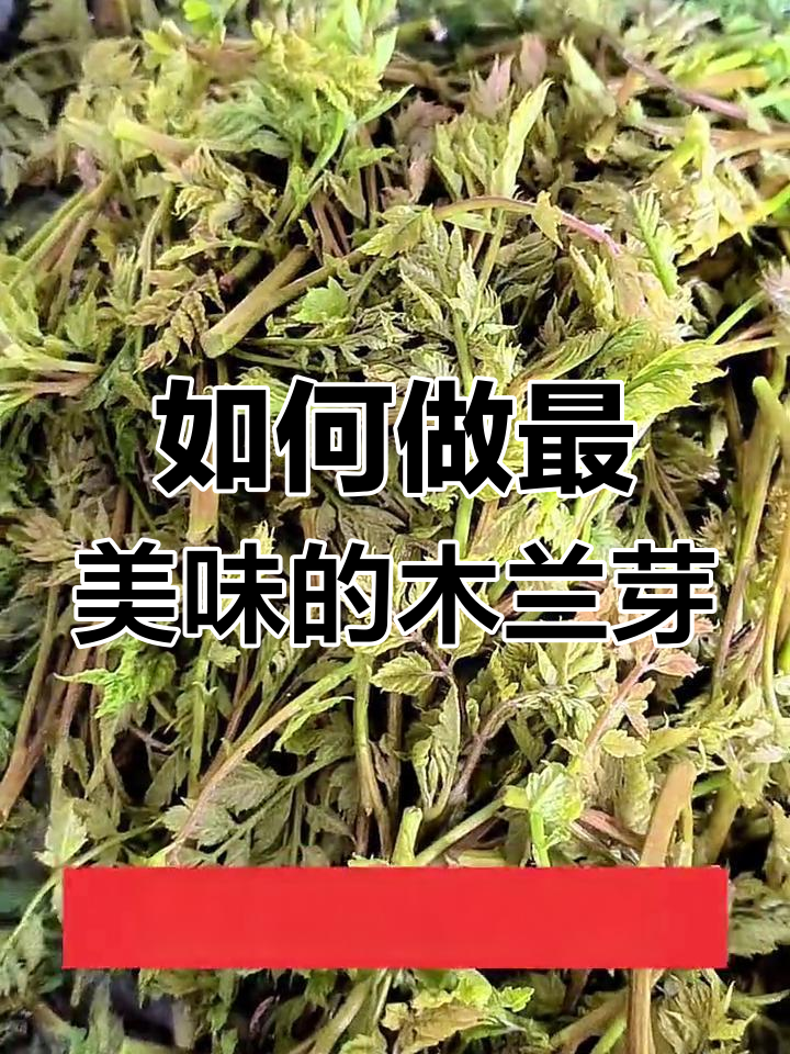 木兰芽怎么做才最美味?教你简单又好吃的做法