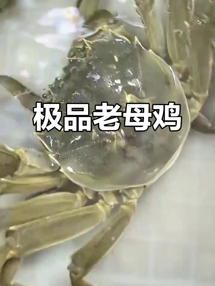 老母鸡变“极品”蟹,干劲十足的哥求照片