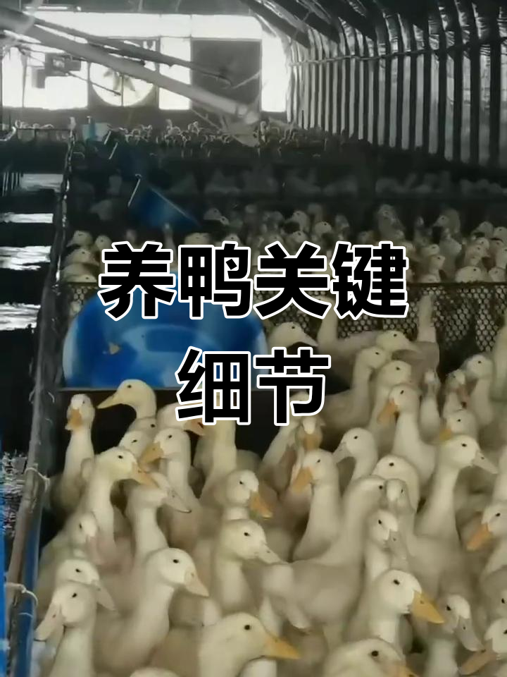 封闭养鸭,细节决定成败