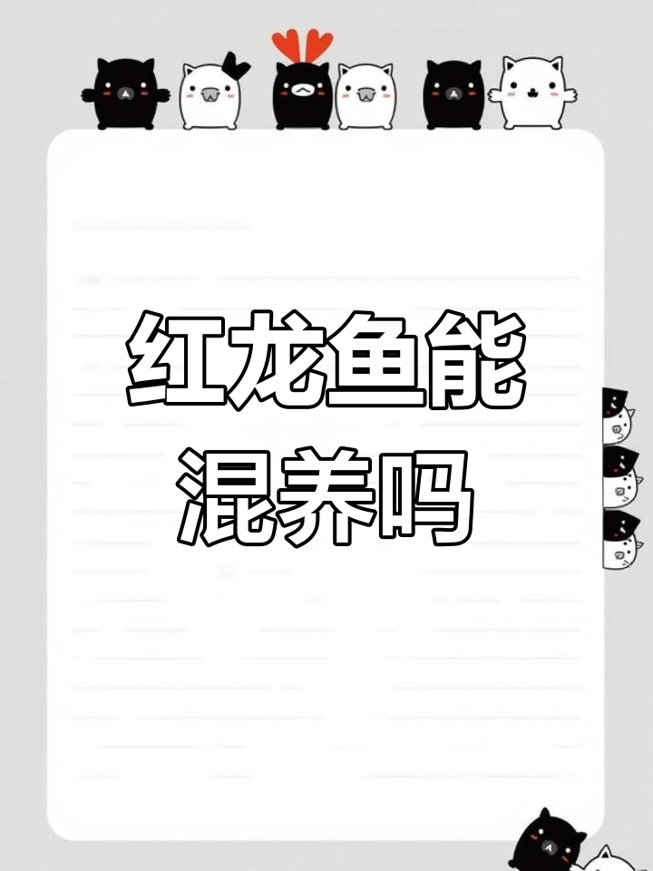 红龙鱼混养技巧:避免冲突与健康问题