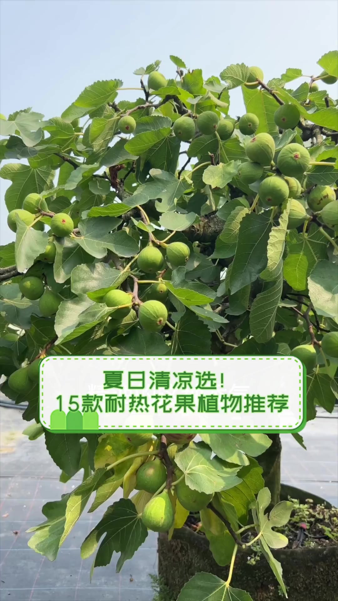 夏日清凉选!15款耐热花果植物推荐