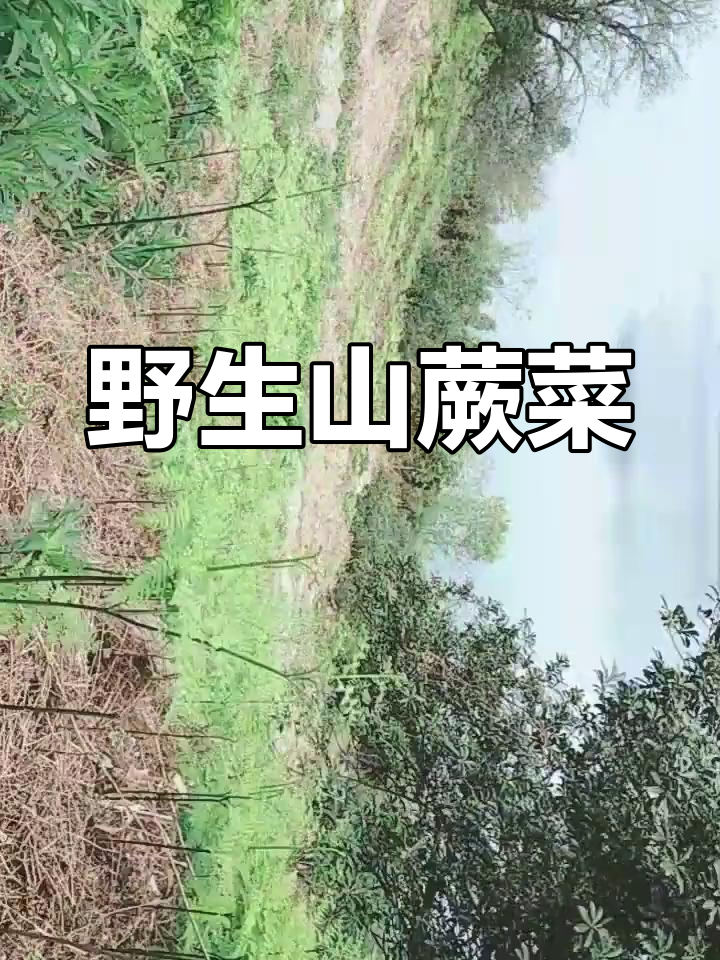 山蕨菜,野生嫩芽,又称龙头菜或吉祥菜