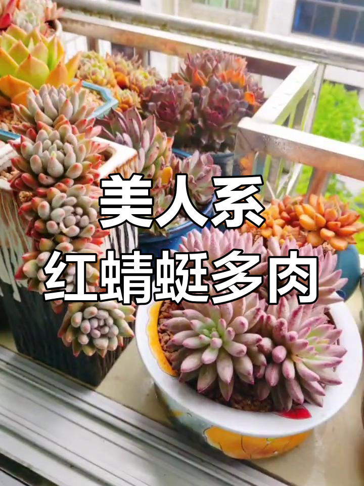 红蜻蜓所罗门车厘子:美人系多肉植物的魅力与养护技巧