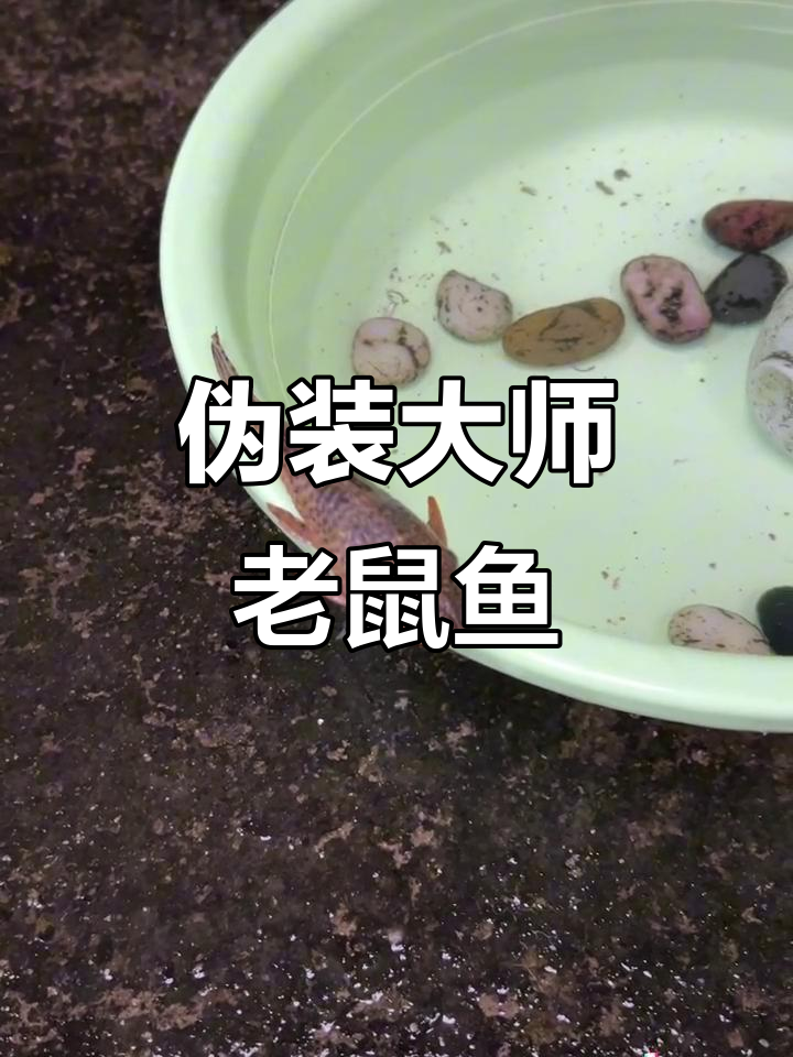 老鼠鱼竟然睁眼装死,半年养下来越来越瘦