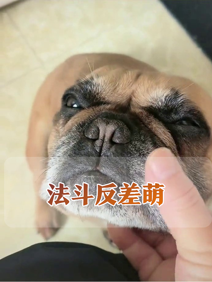 法斗严肃脸反差萌,摸一下头秒变求抱抱表情包