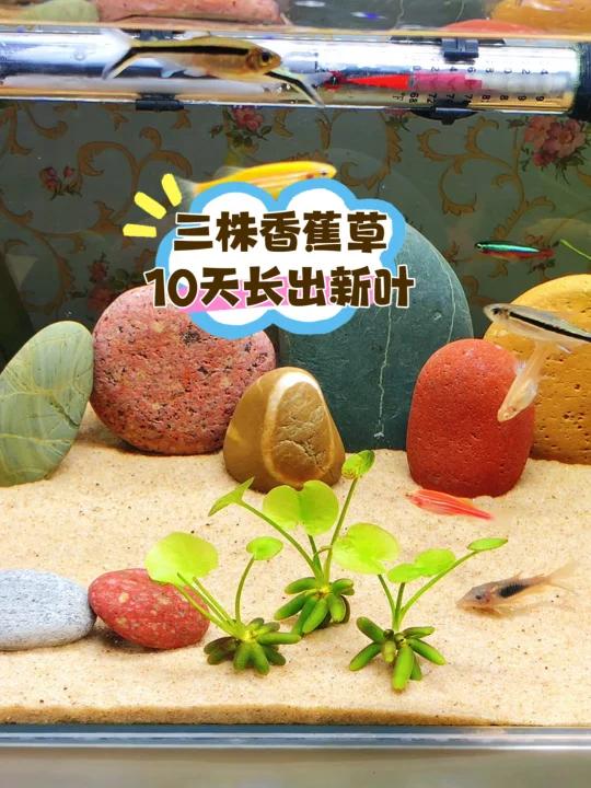 鱼缸造景,适合小缸的水草香蕉草,10天长新叶