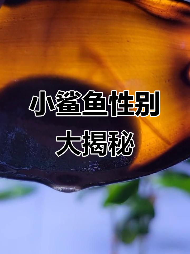 鲨鱼卵内的小生命逐渐成形,性别揭晓就在眼前!