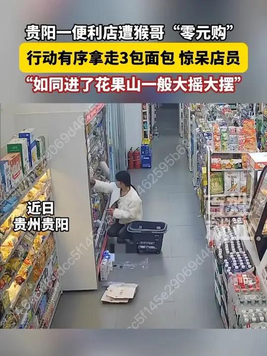 贵阳一便利店遭猴哥“零元购”，行动有序拿走3包面包惊呆店员，“如同进了花果山一般大摇大摆”