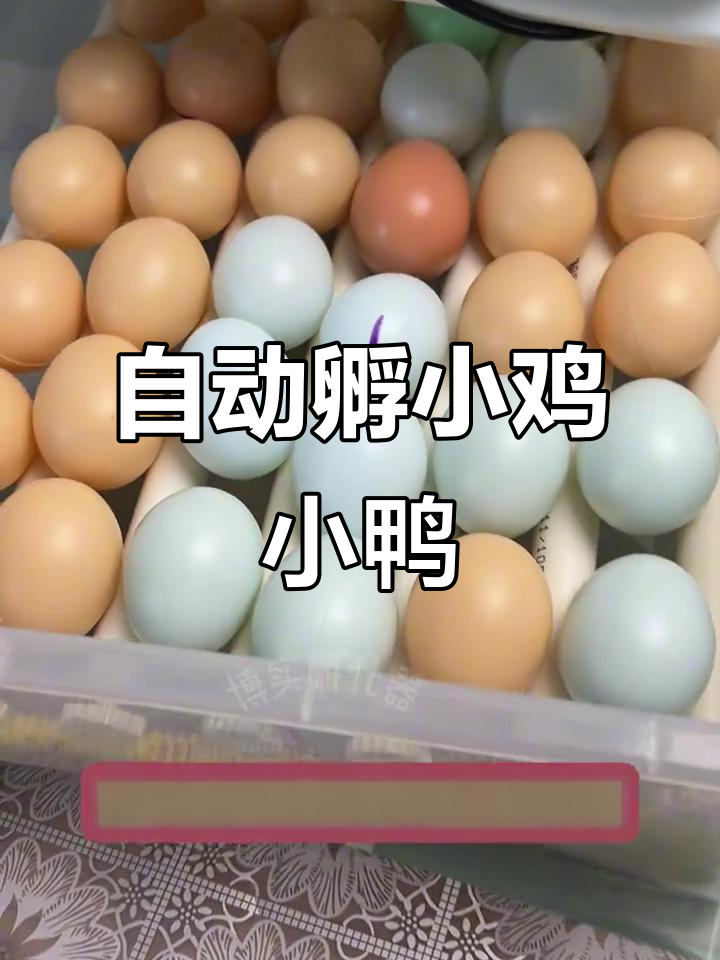 智能孵化器让养鸡更轻松,自动翻蛋、加水一应俱全