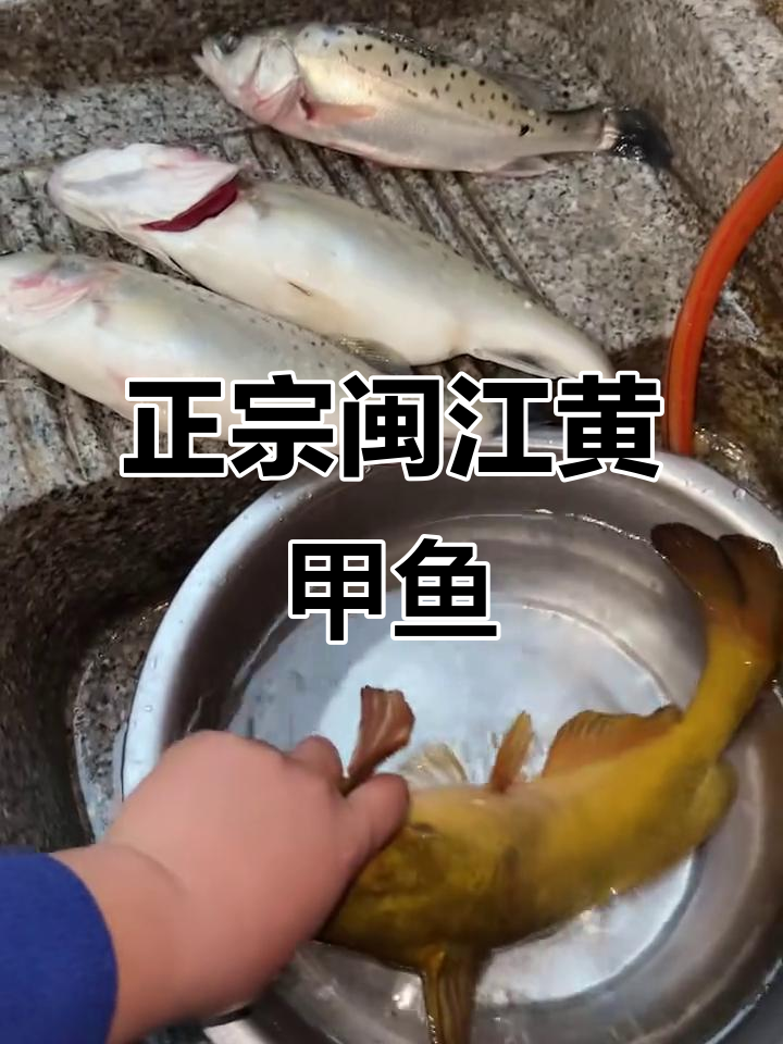 今年第一大美味黄甲鱼,野生正宗闽江货