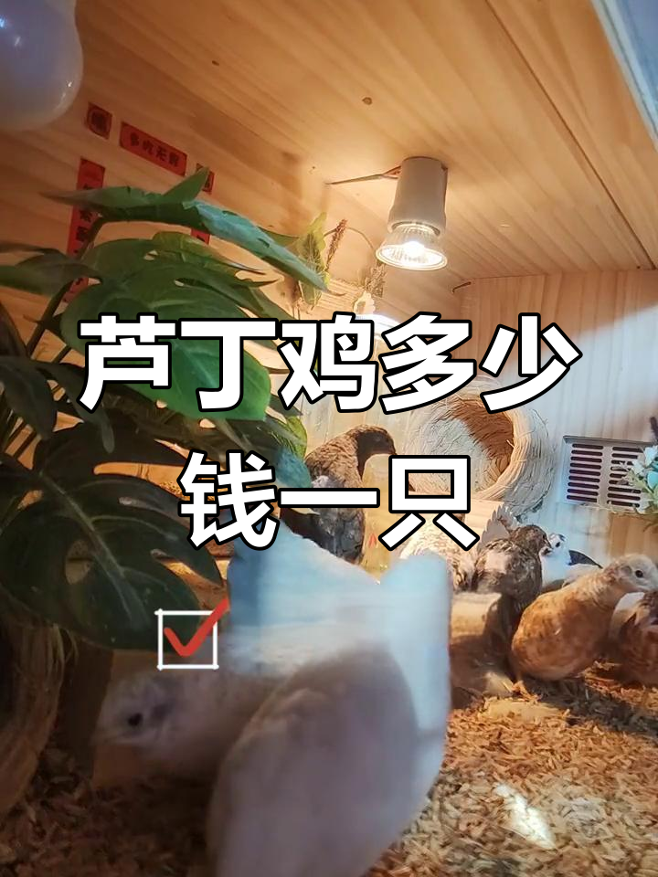 芦丁鸡价格解析,如何选择品种
