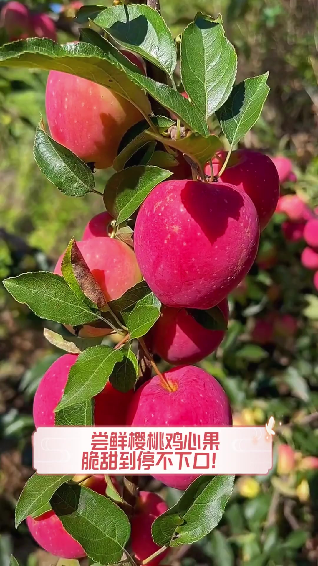 尝鲜樱桃鸡心果,脆甜到停不下口!