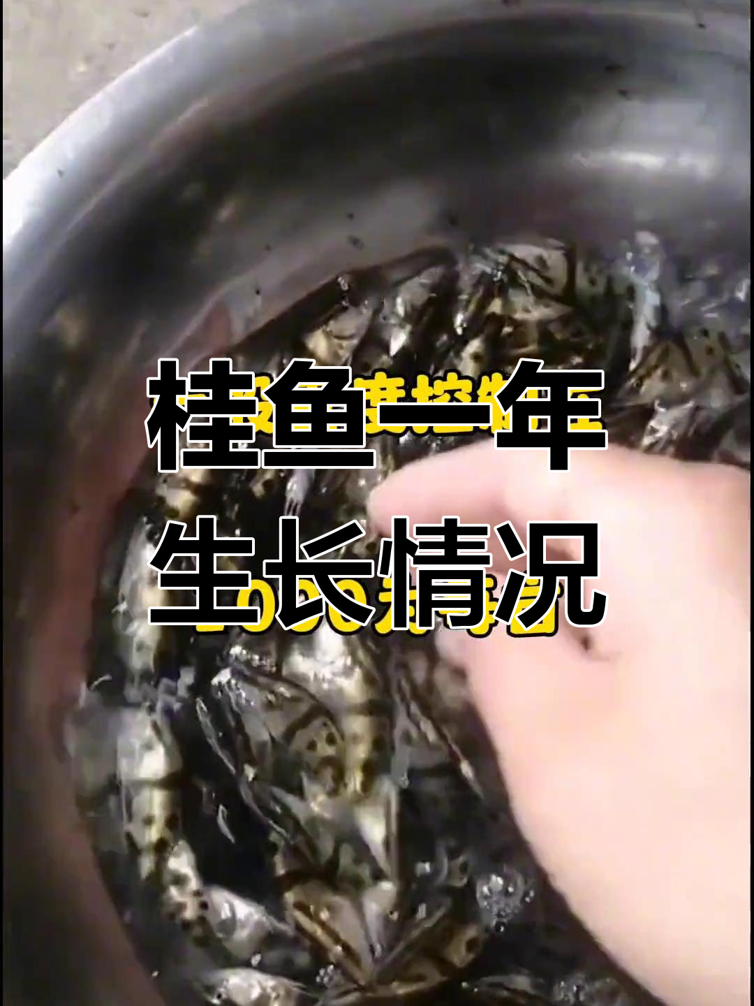 全程饲料喂养的桂鱼一年能长多大?