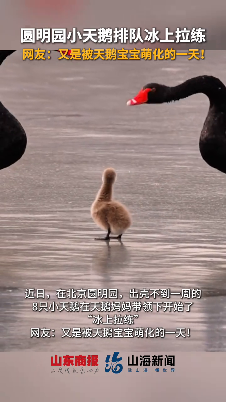 圆明园小天鹅排队冰上拉练 网友：又是被天鹅宝宝萌化的一天