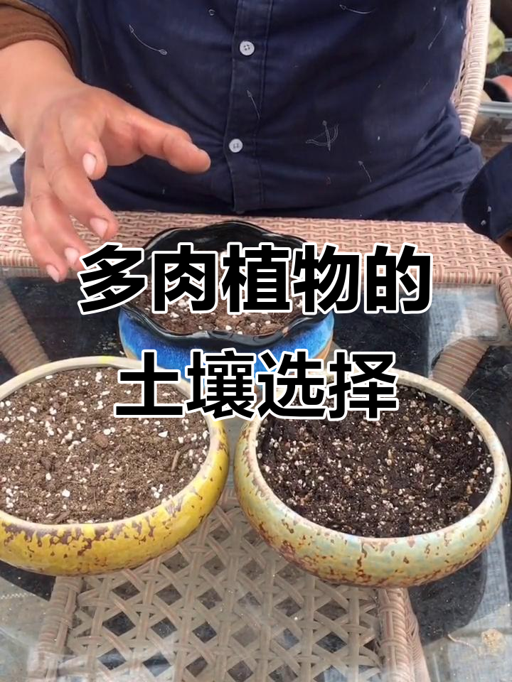 干土、湿土与潮土,哪种最适合多肉植物?