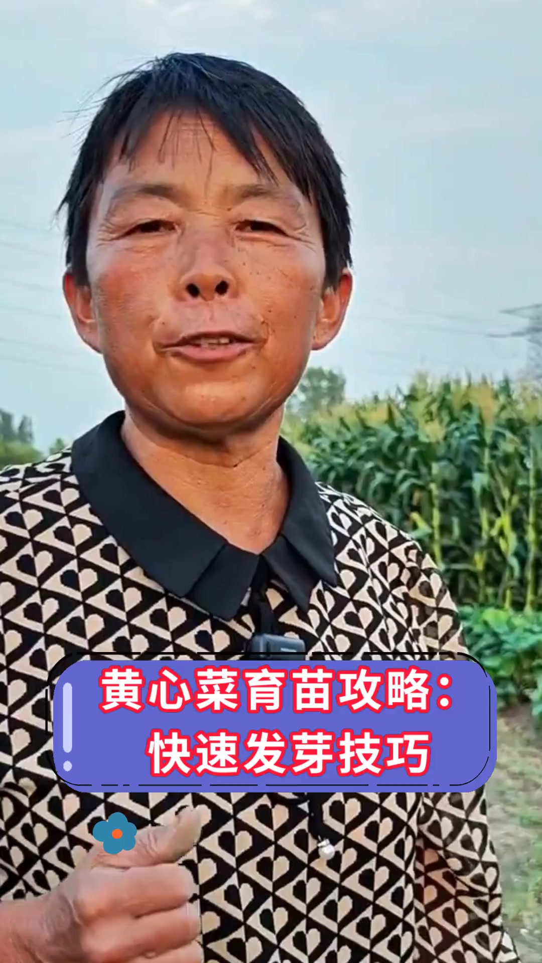 黄心菜育苗攻略:快速发芽技巧