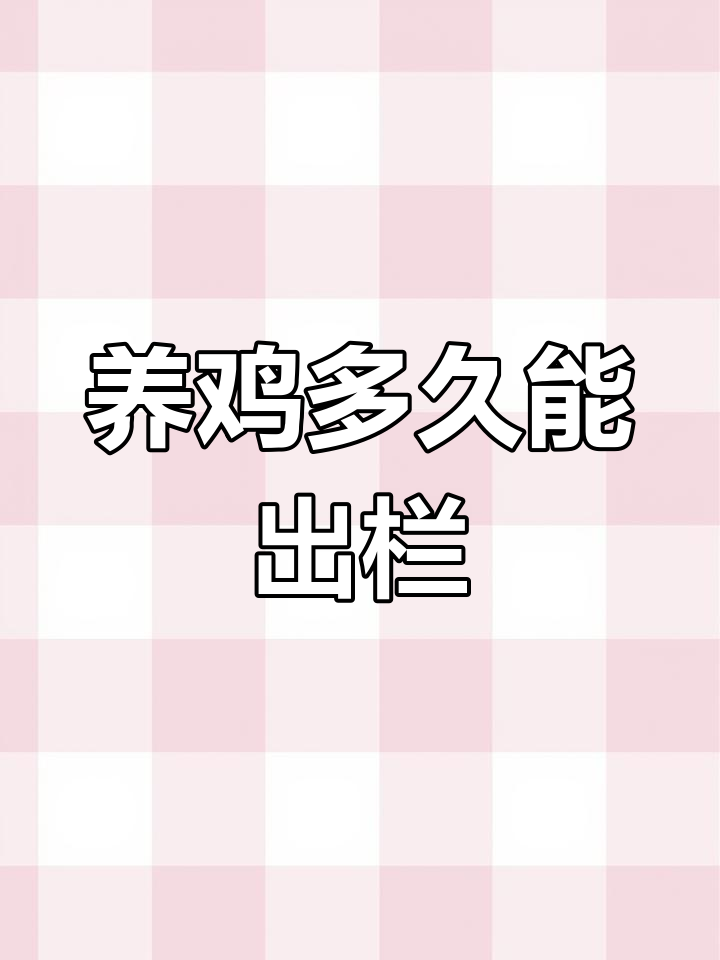土鸡养殖五个月,肉鸡两个月就能出栏