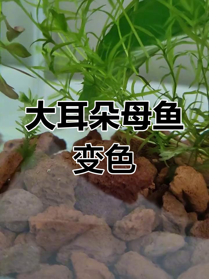 孔雀鱼母体变黑不爱动,室内环境影响状态