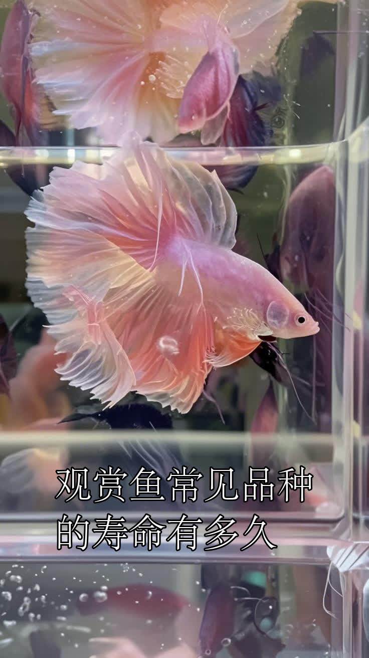 观赏鱼常见品种的寿命有多久