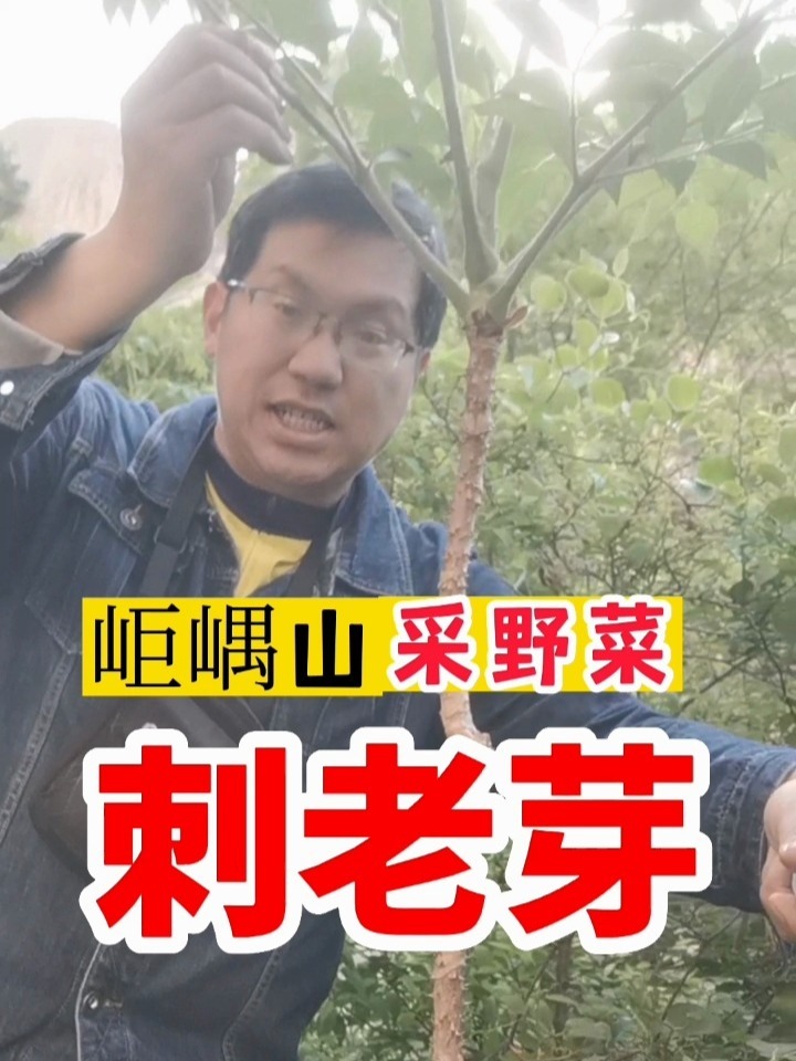 东北人最爱吃的野菜“刺老芽”,山东也有