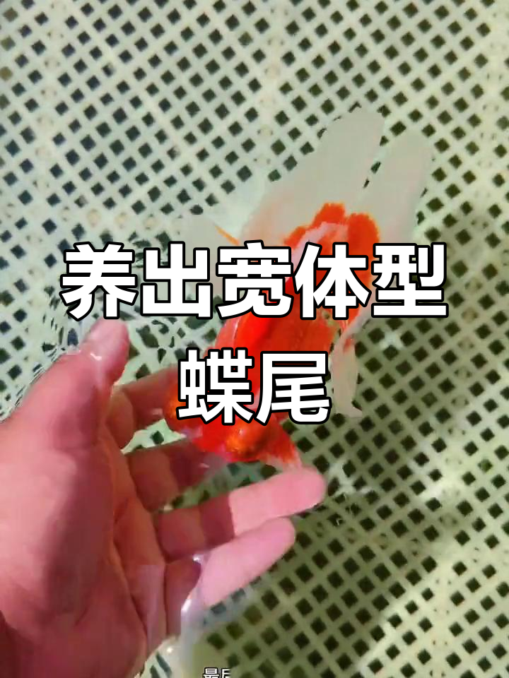 如何培养宽阔体型的蝶尾金鱼